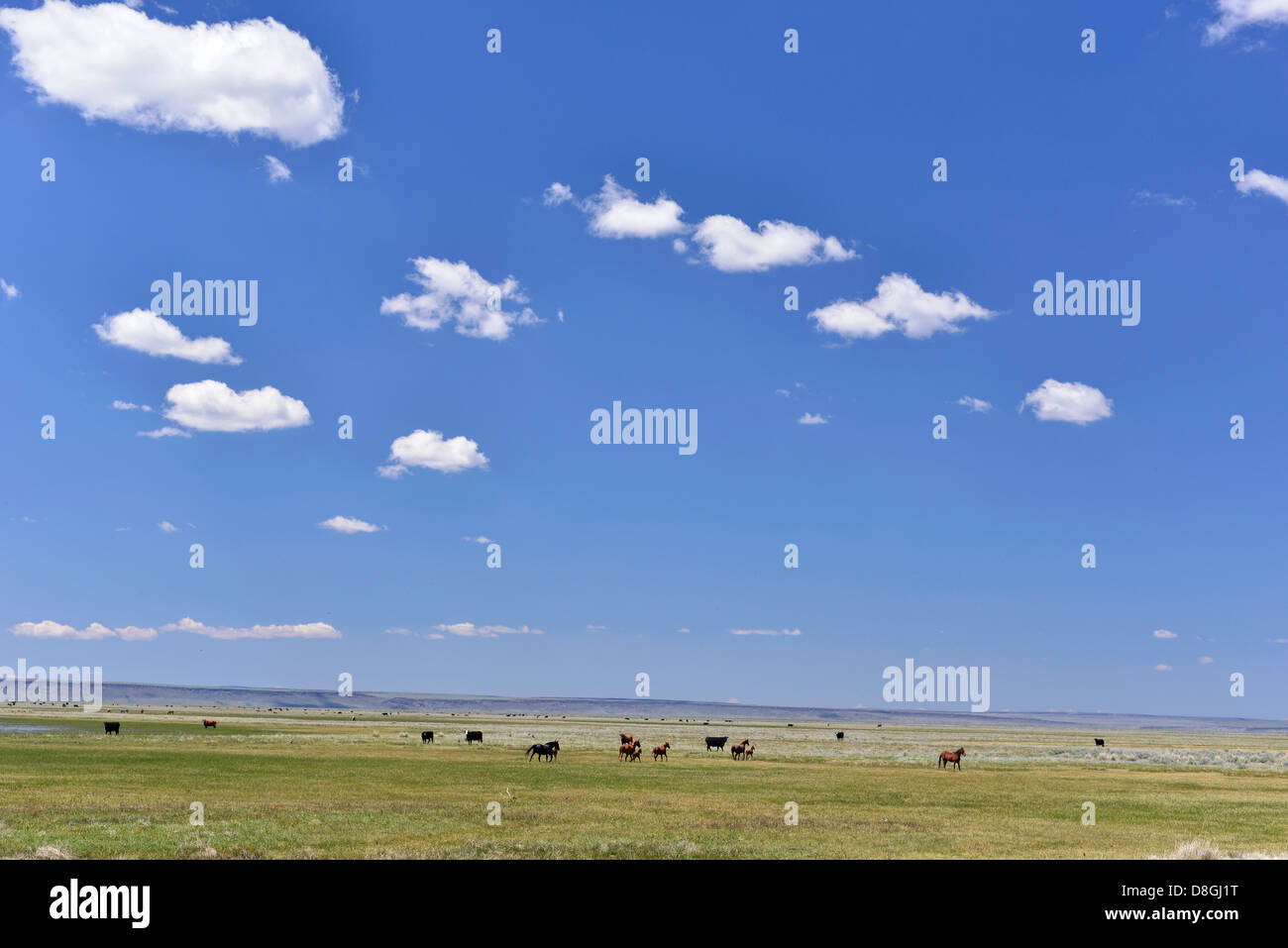 Mucche e cavalli pascolano sulla Valle d'anatra Indian Reservation in Idaho. Foto Stock