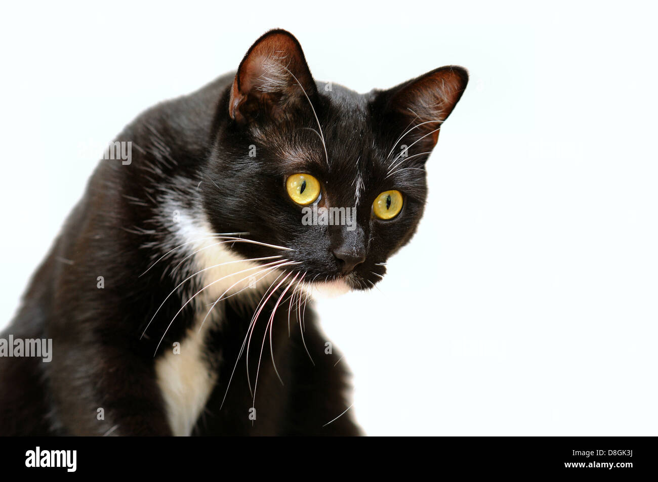 Curioso gatto maschio Foto Stock