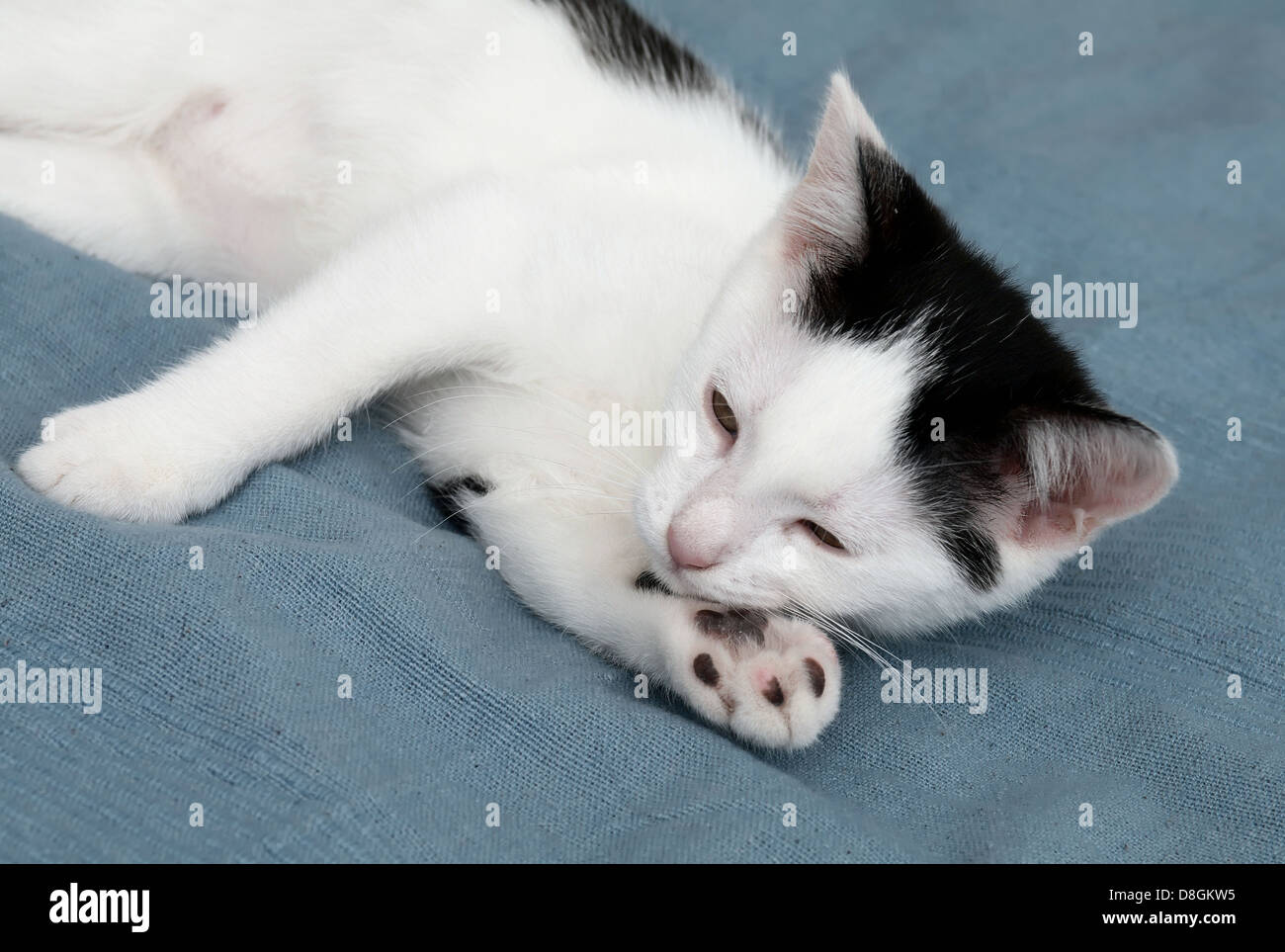 Giovani cat, gattino, Foto Stock