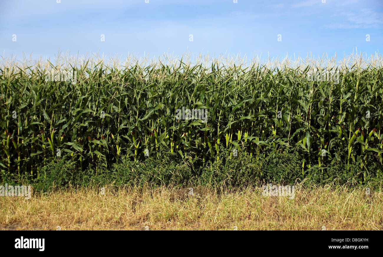 Fila di grano prima del raccolto blue sky summer day Foto Stock