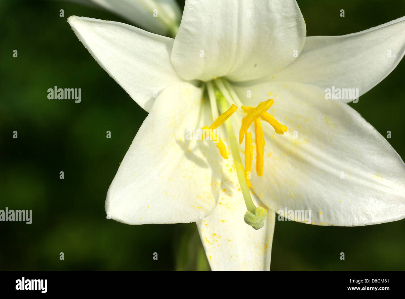 Lilium candidum Foto Stock