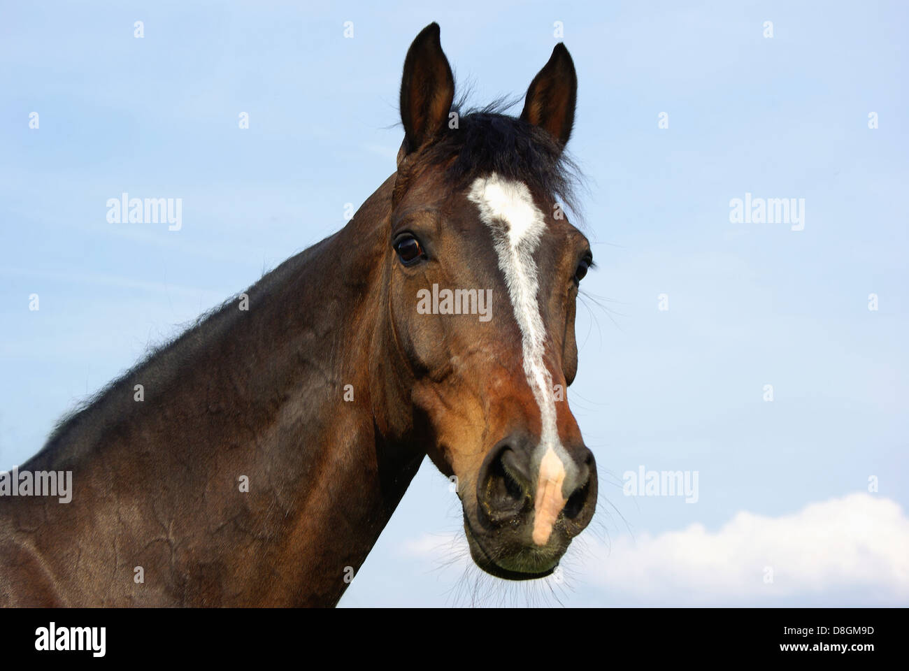 cavallo Foto Stock