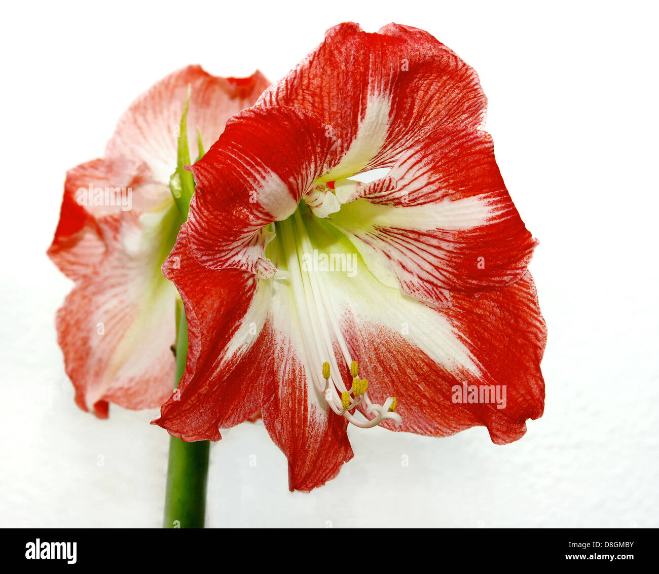 Hippeastrum Foto Stock