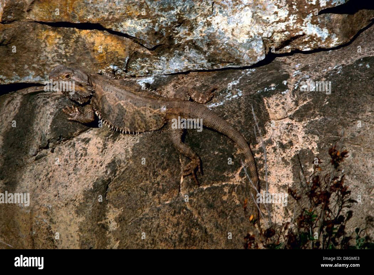Una lucertola con drago barbuto appoggiata su una roccia, che mostra la sua caratteristica barba spinosa. Il rettile è calmo e vigile, con i suoi colori vivaci della pelle chiaramente visibili alla luce del sole. Foto Stock