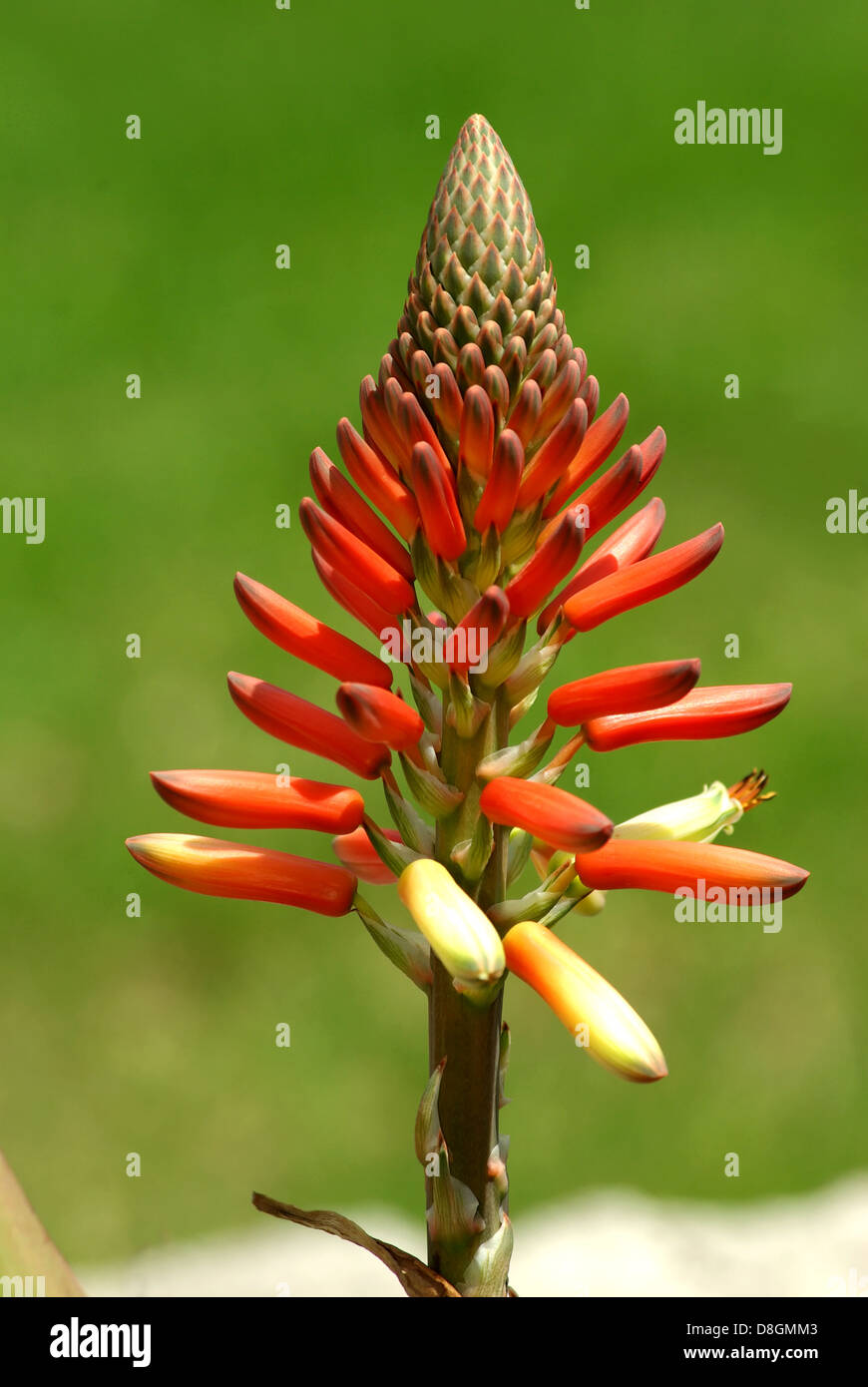 Aloe Vera Foto Stock