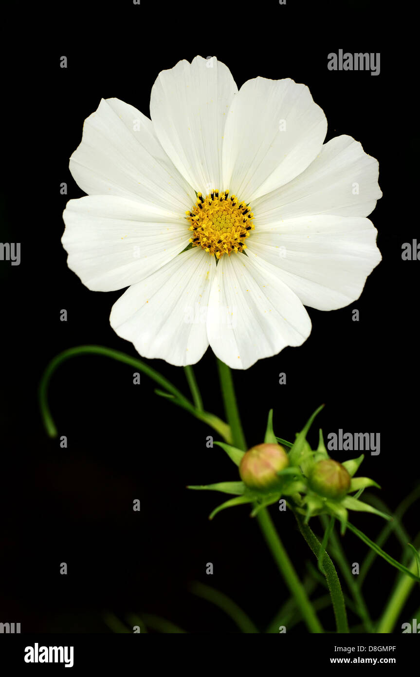 Cosmos bipinnatus Foto Stock