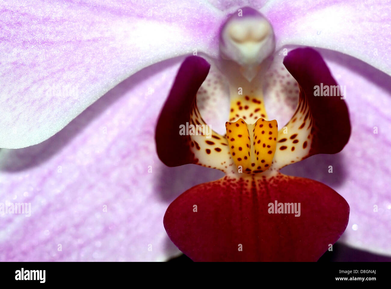 Orchidea Foto Stock