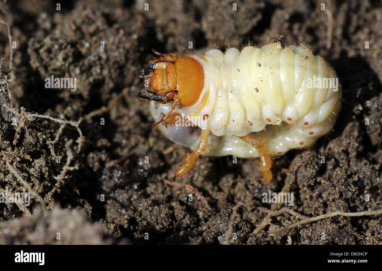 Cockchafer, maybeetle, Foto Stock