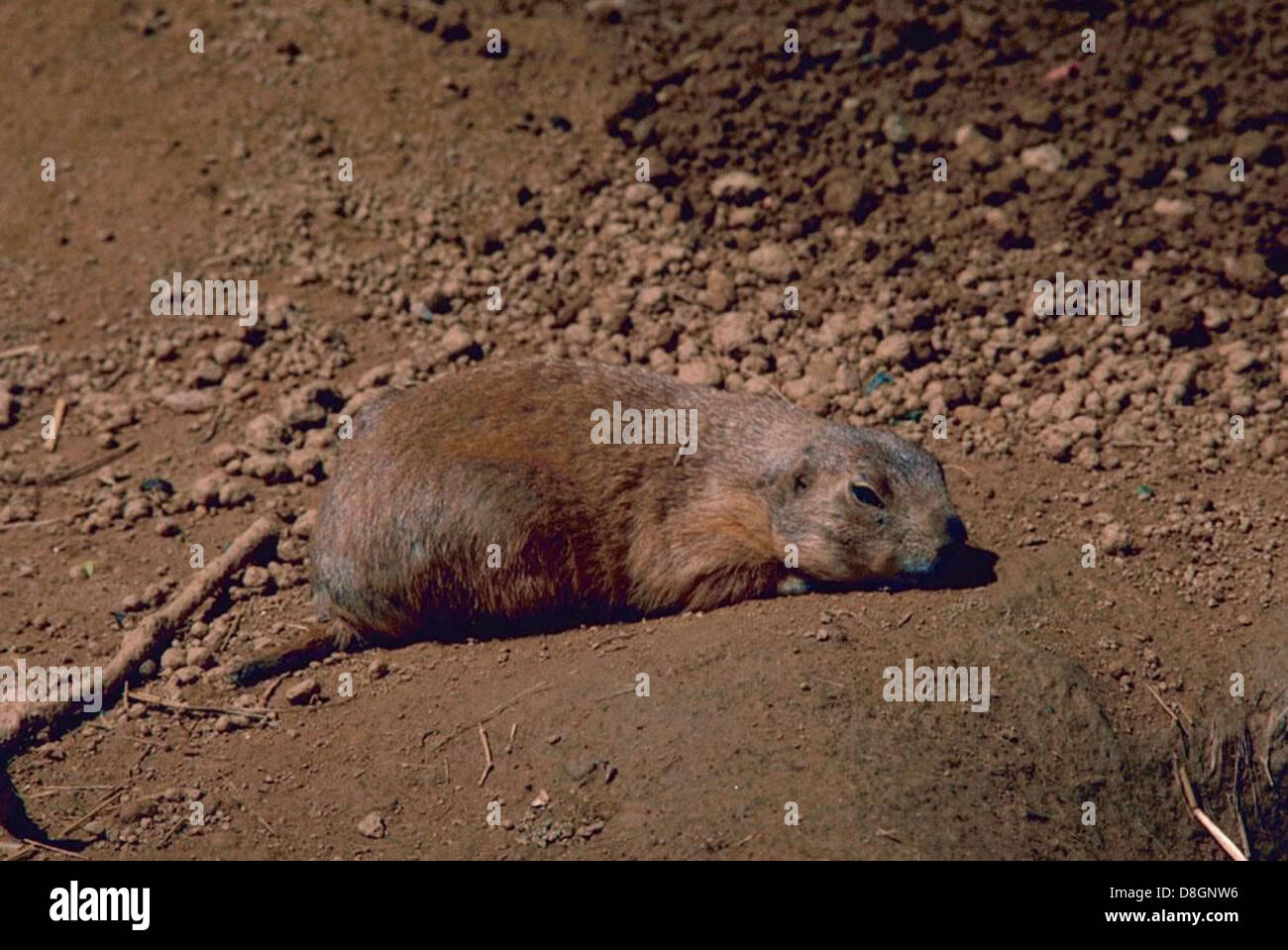 Un cane della prateria dalla coda nera (Cynomys ludovicianus) in piedi, comunemente trovato nelle praterie del Nord America. Noti per la loro struttura sociale, questi roditori sono altamente adattabili al loro ambiente e svolgono un ruolo essenziale nei loro ecosistemi come prede e costruttori di tane. Foto Stock