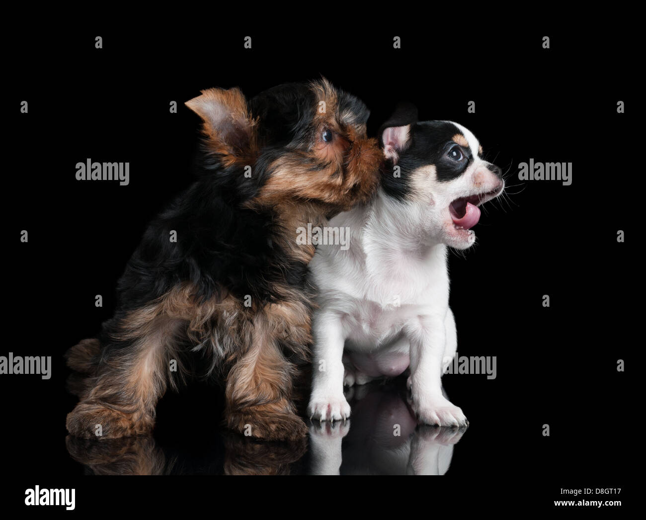 Un cucciolo di Yorkshire Terrier e un cucciolo di chihuahua su nero Foto Stock