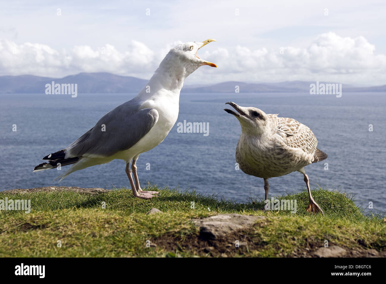 Lesser Black-backed Gull Foto Stock