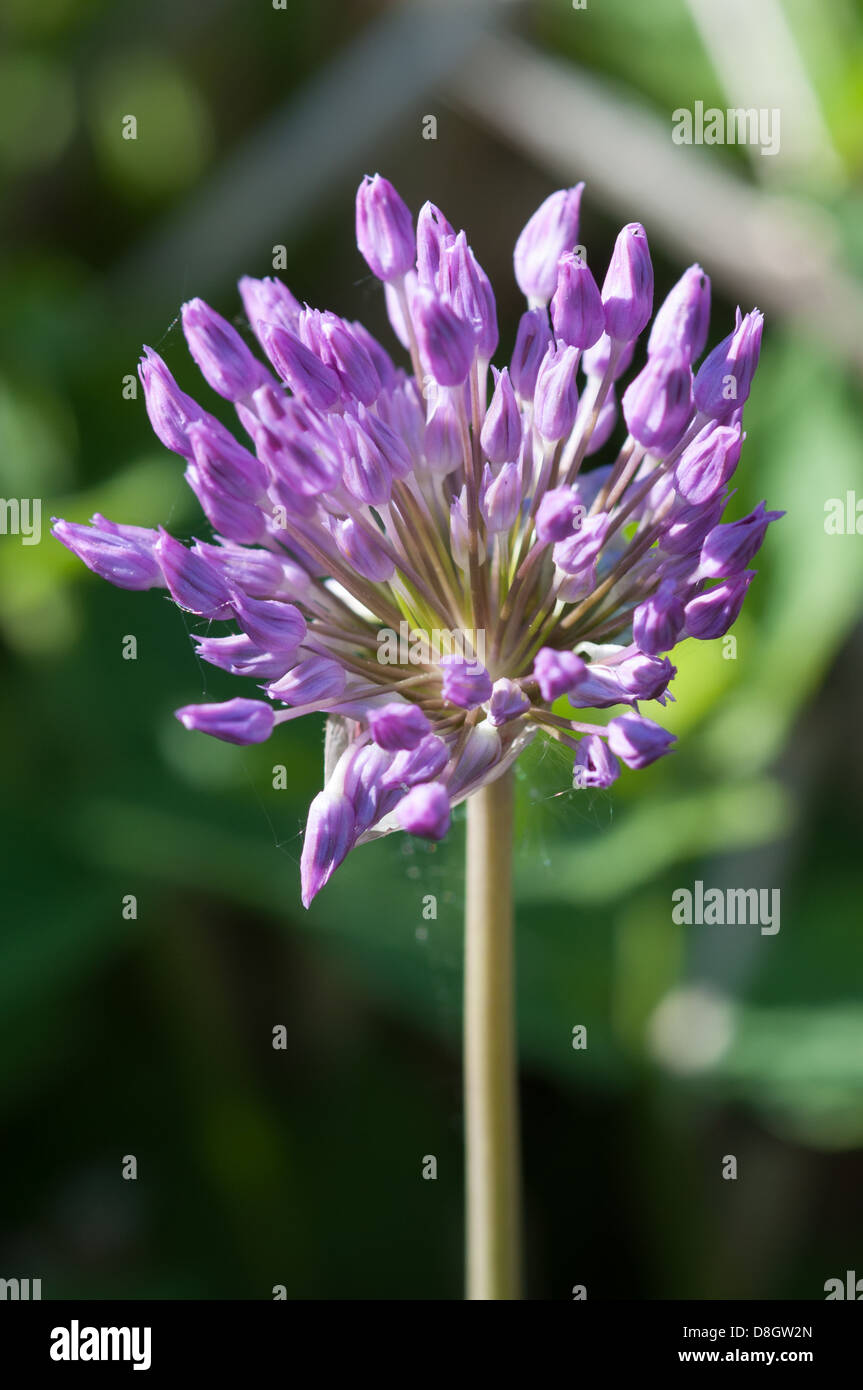 Fiore dell'allium Foto Stock