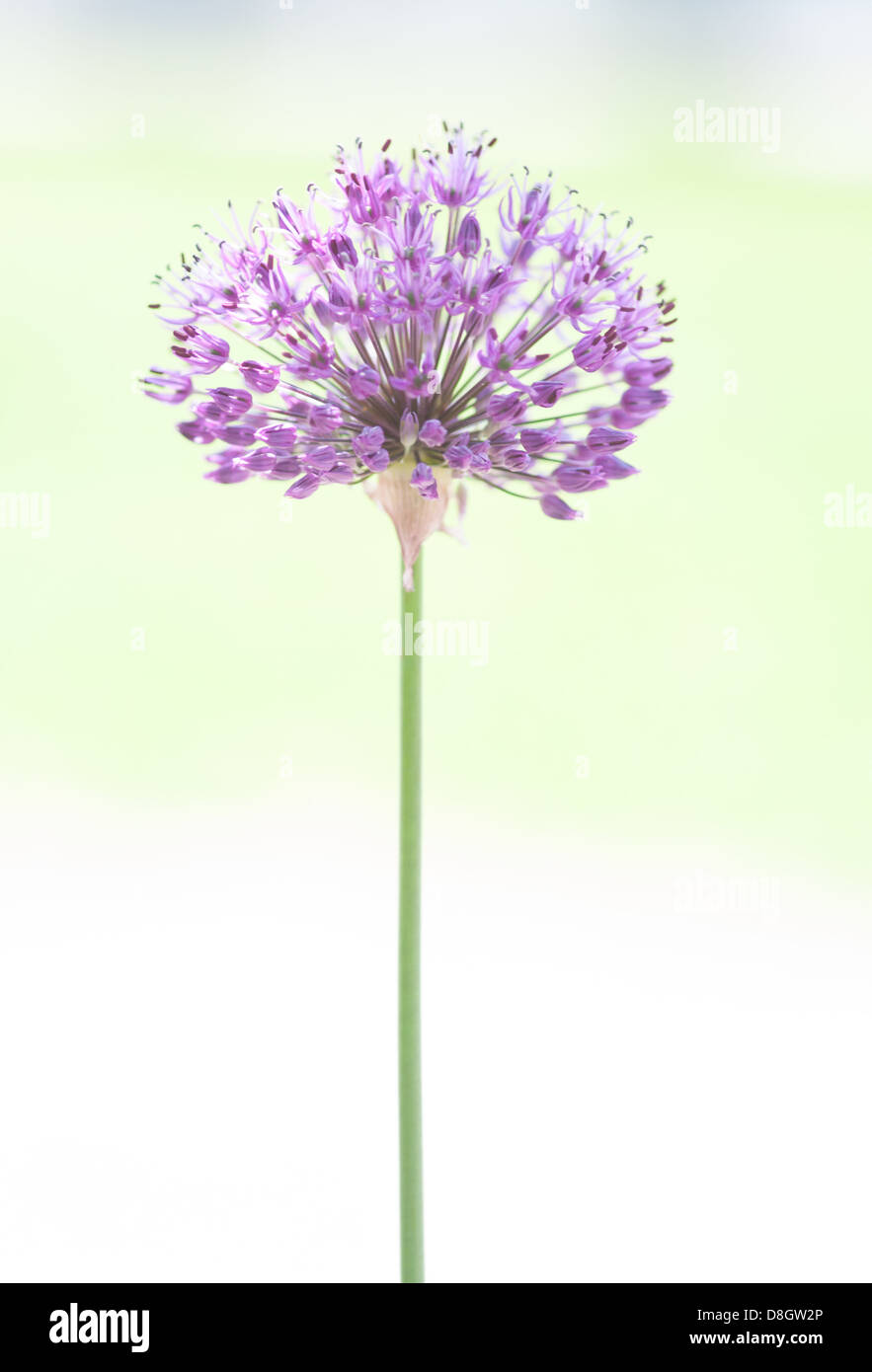 Fiore dell'allium Foto Stock