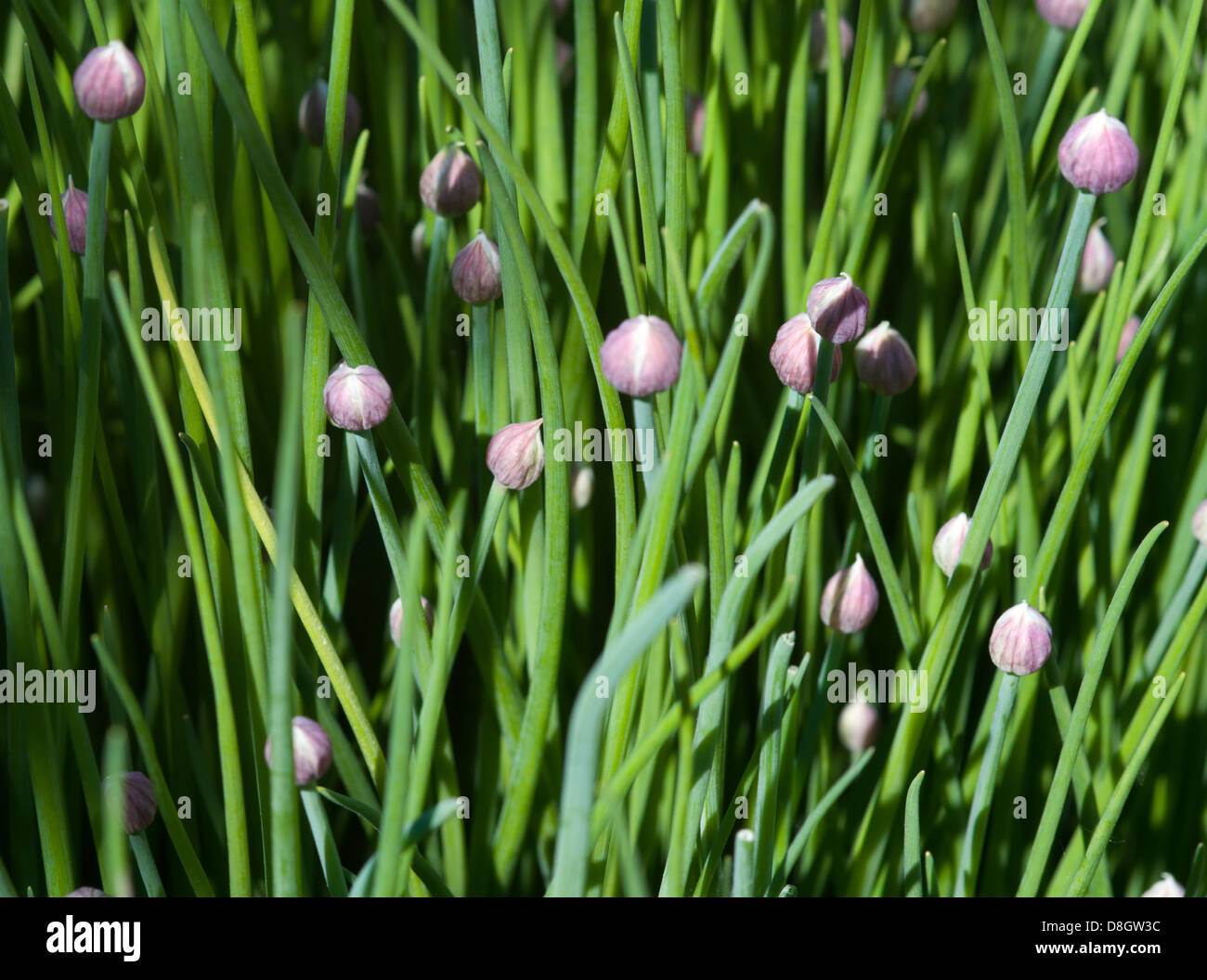Erba cipollina con lampadine, Allium schoenoprasum. Foto Stock