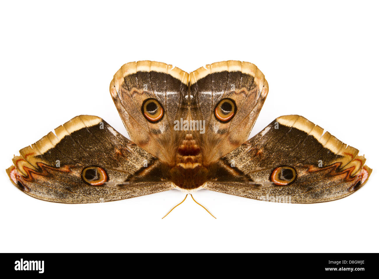 Il bello di seta gigante farfalla falena chiamato peltata Moth isolati su sfondo bianco Foto Stock