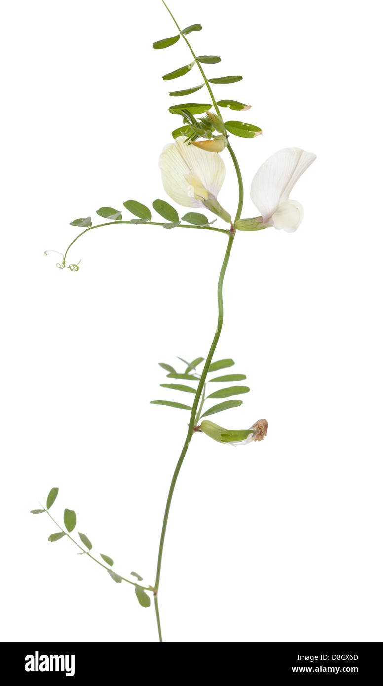 Unico fiore bianco (Lathyrus odoratus) su bianco Foto Stock