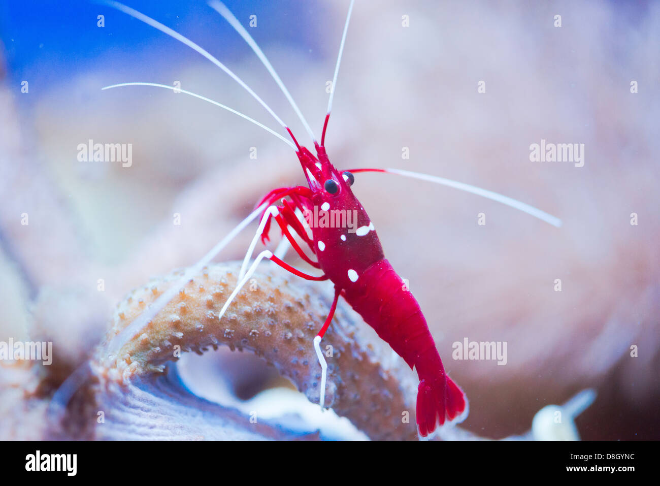 Rosso di gamberi marino Lysmata debelius Foto Stock