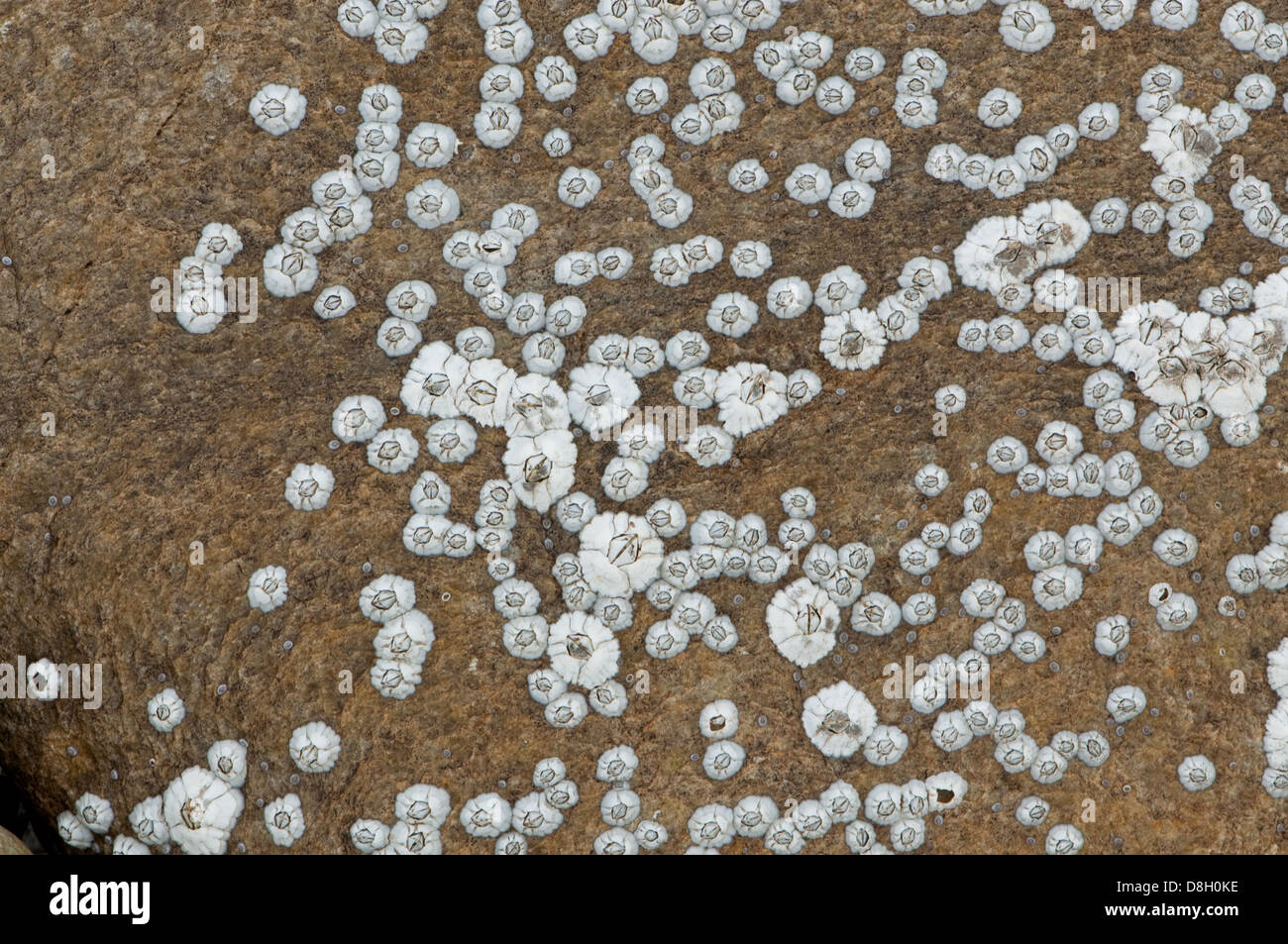 Acorn comune Barnacle Foto Stock