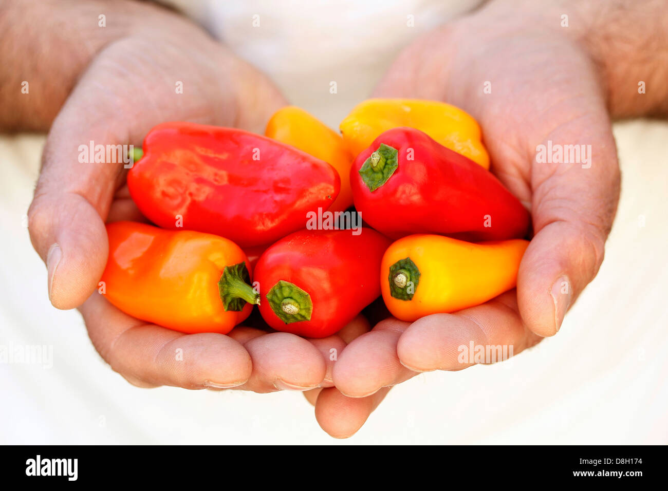 Minipeppers, Foto Stock