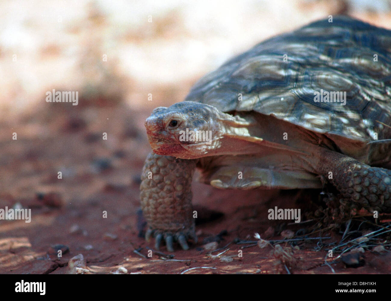 Un'immagine ravvicinata della testa di una tartaruga del deserto, che mette in risalto la sua pelle ruvida e la sua caratteristica bocca simile a un becco. Gli occhi e la forma della testa della tartaruga sono chiaramente visibili su uno sfondo neutro, sottolineandone l'adattamento agli ambienti desertici. Foto Stock