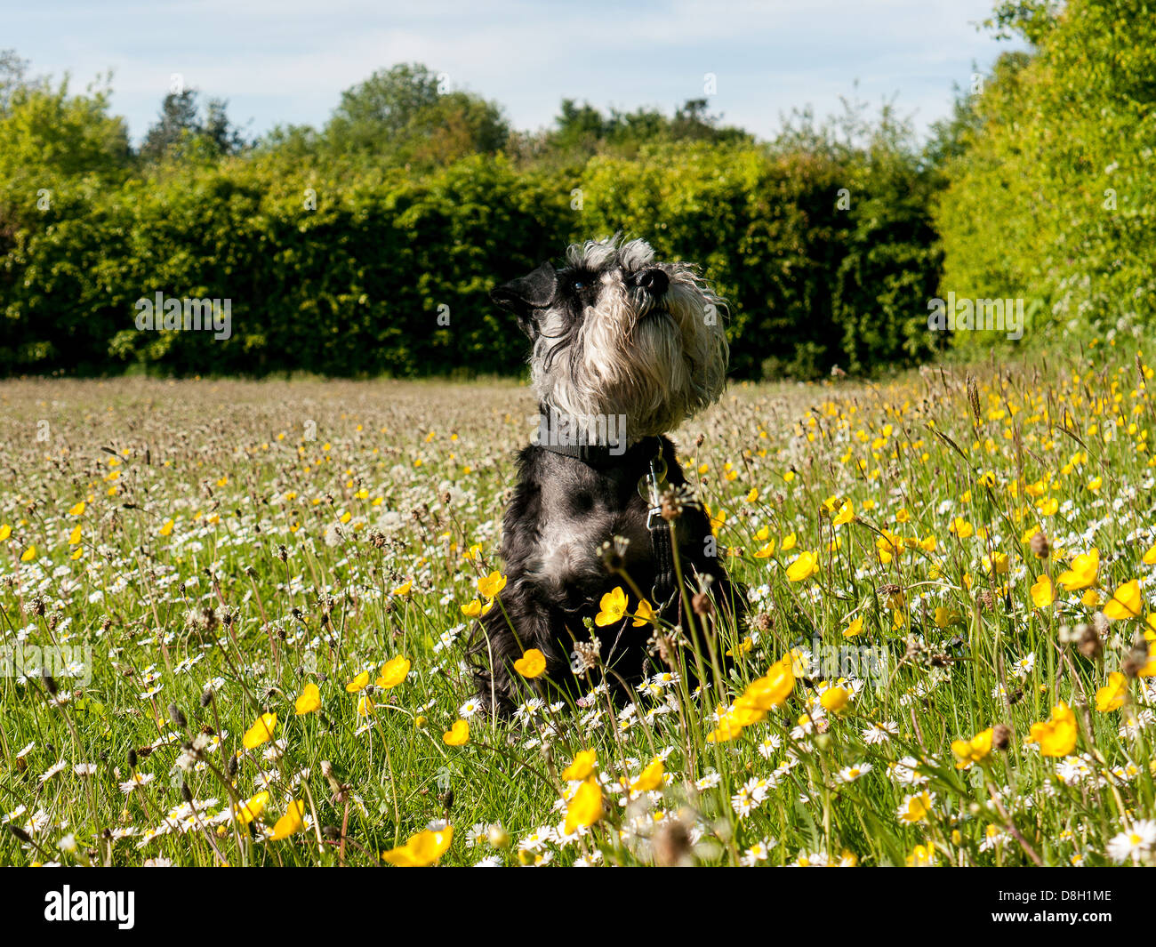 Una miniatura Schnauzer un campo di renoncules e margherite Foto Stock