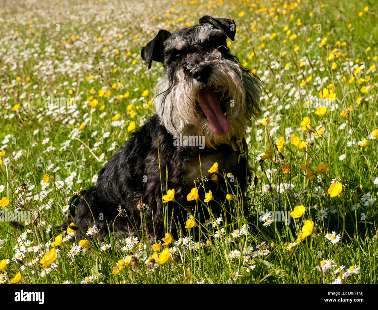 Una miniatura Schnauzer un campo di renoncules e margherite Foto Stock