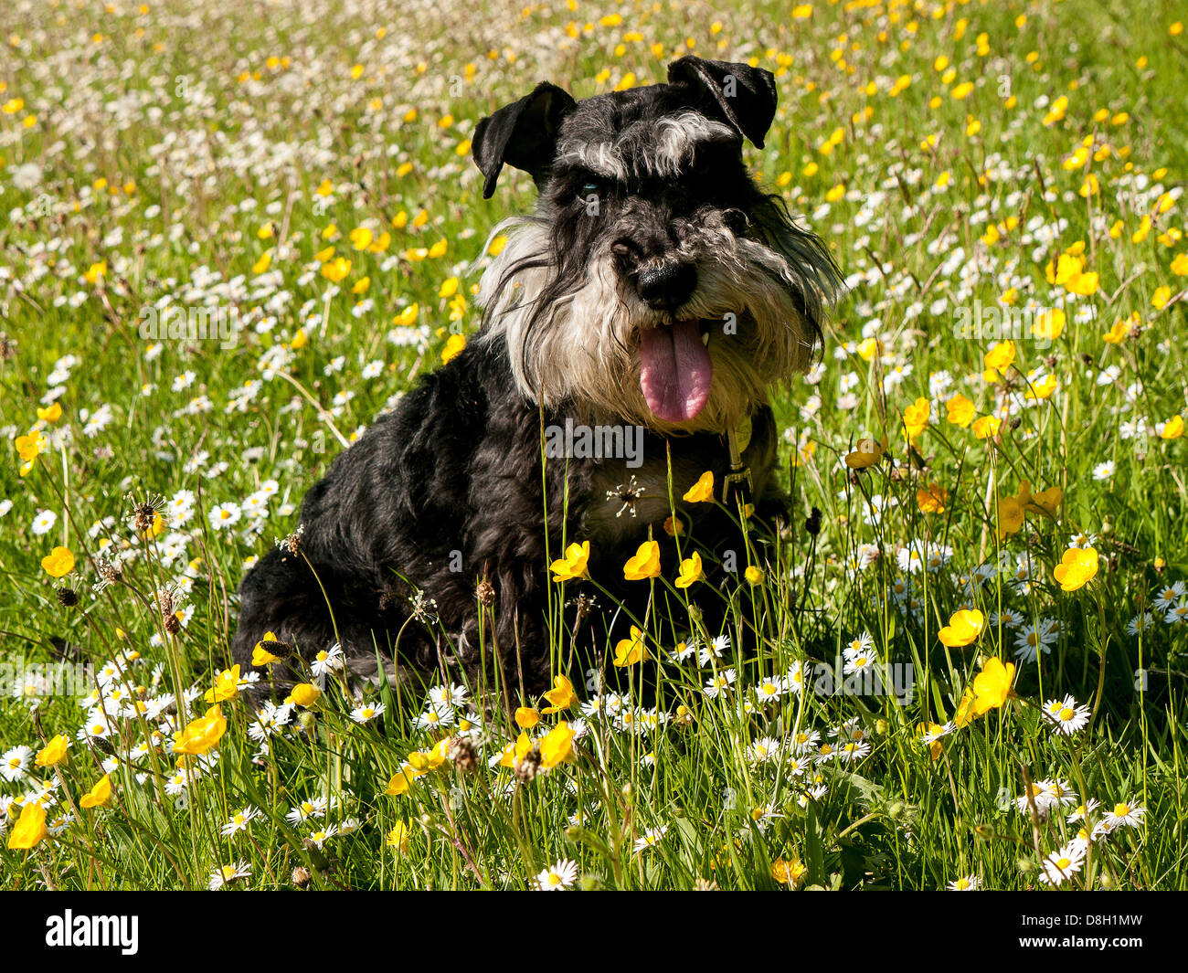Una miniatura Schnauzer un campo di renoncules e margherite Foto Stock