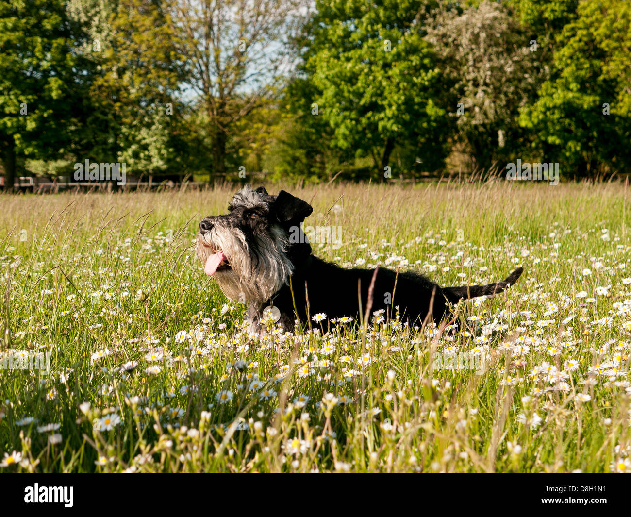 Una miniatura Schnauzer un campo di renoncules e margherite Foto Stock