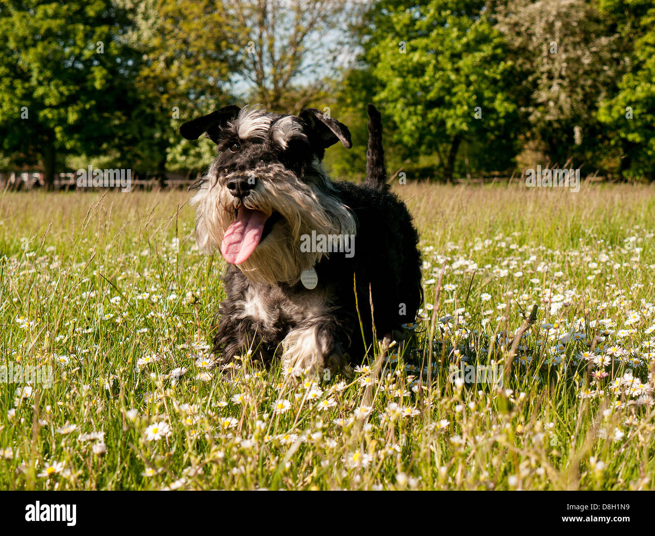 Una miniatura Schnauzer un campo di renoncules e margherite Foto Stock