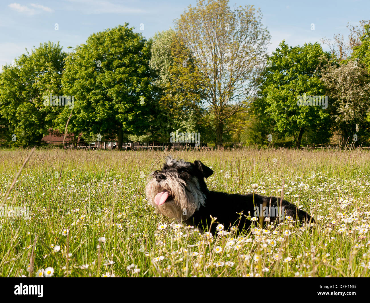 Un campo di renoncules e margherite Foto Stock