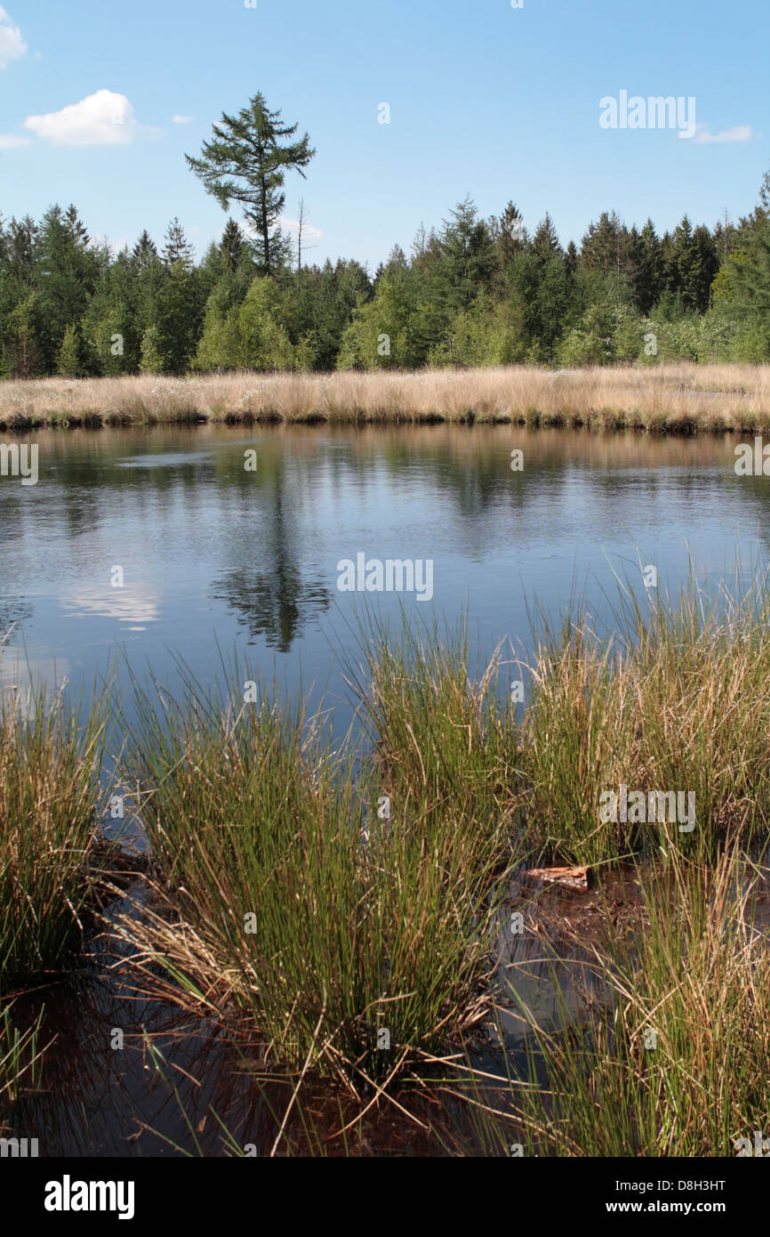 Foresta lago di torba, Paesi Bassi Foto Stock