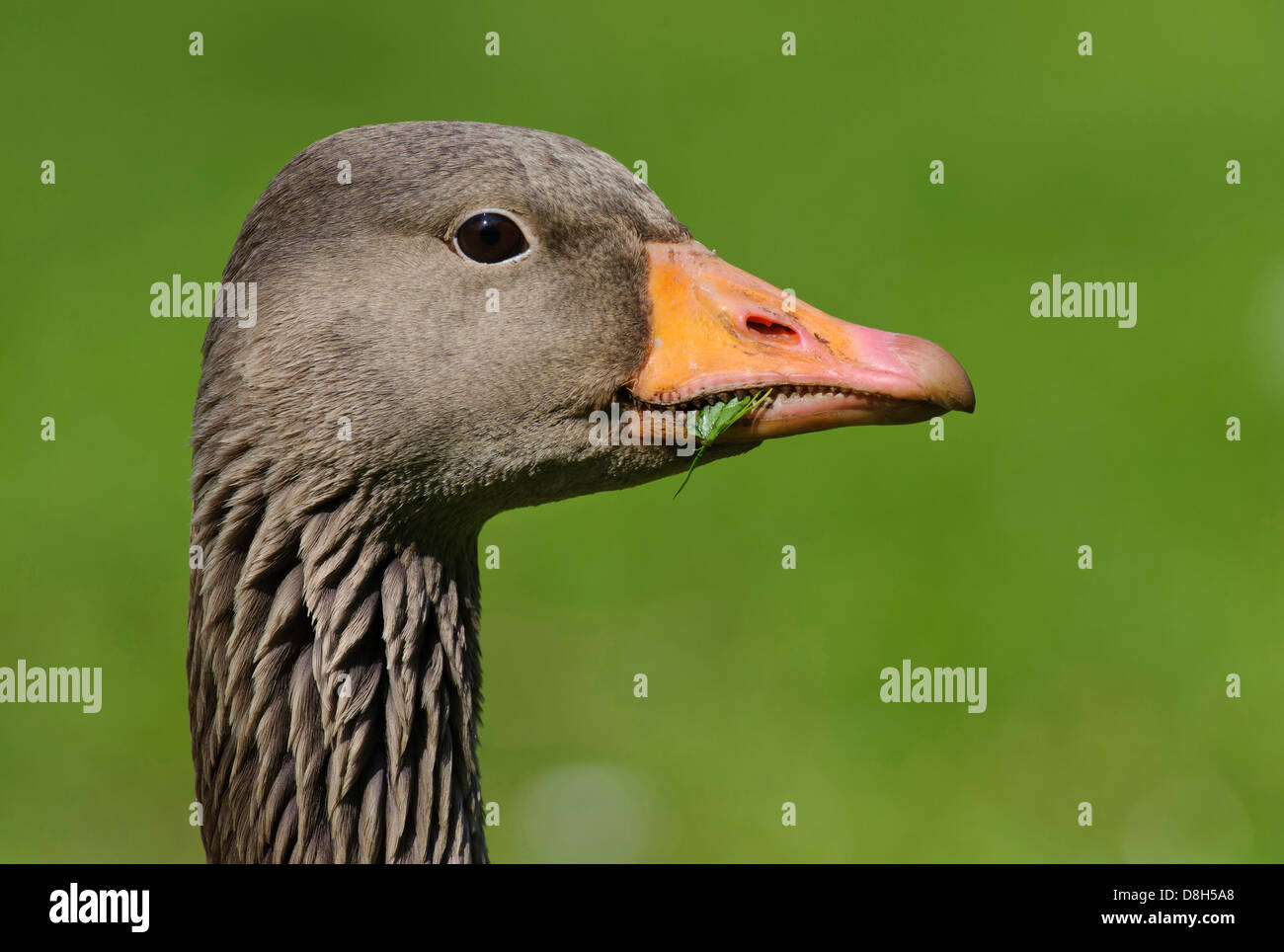 Oca graylag, Anser anser, Bassa Sassonia, Germania Foto Stock