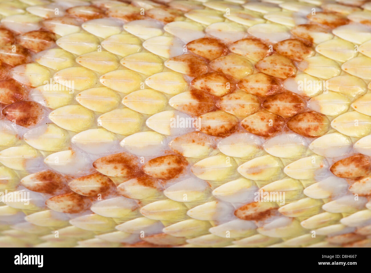 Macro dettaglio di un albino bullsnake la pelle che capannone di recente la sua pelle Foto Stock