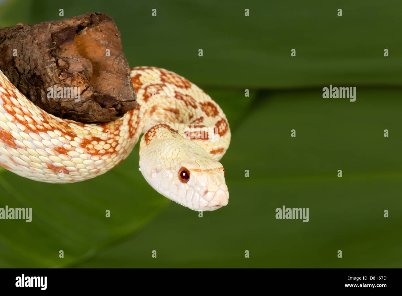 Primo piano di un bellissimo esemplare di un adulto bullsnake Foto Stock