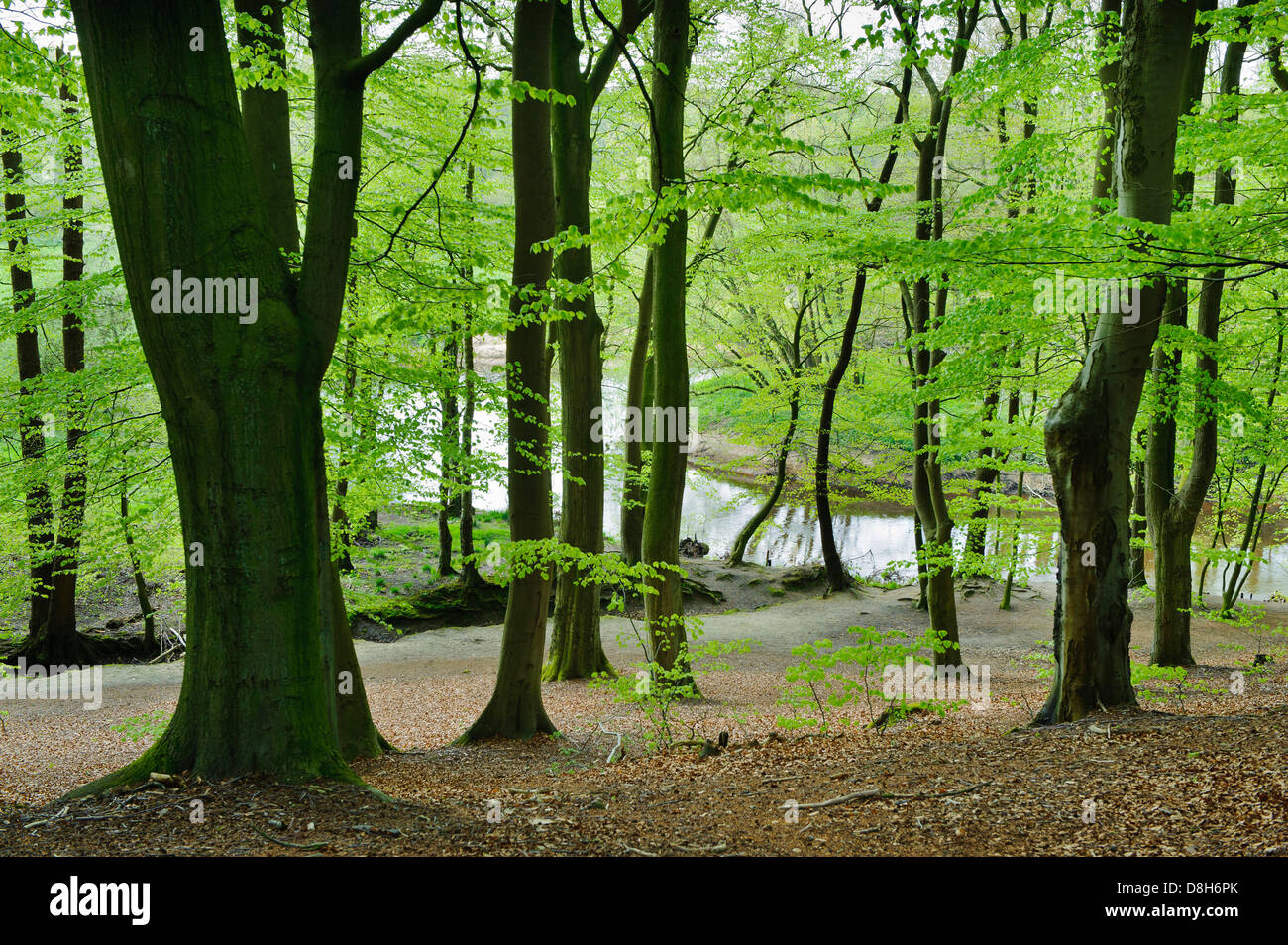 Foresta di faggio in primavera presso il fiume Hunte, Bassa Sassonia, Germania, Fagus sylvatica Foto Stock