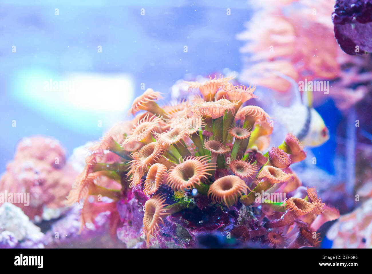 Zoanthus spp - corallo colorato mare Foto Stock