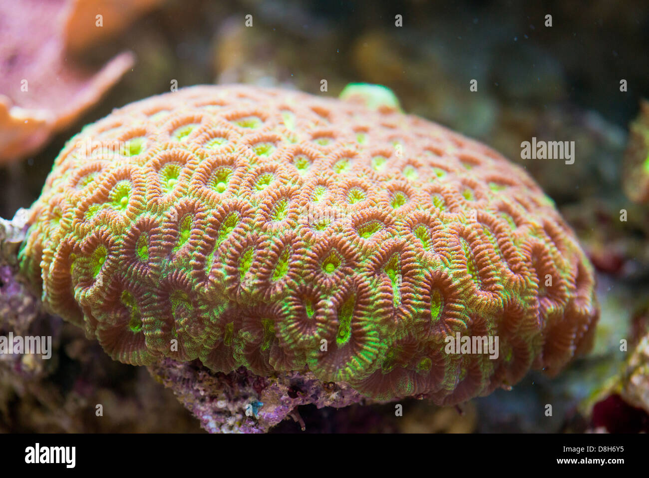 Acanthastrea Lordhowensis coralli duri - corallo colorato mare Foto Stock