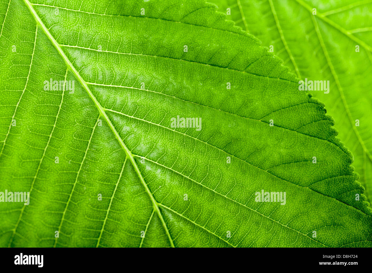 Natura sfondo astratto con frammento di macro di fresco bright foglie verdi Foto Stock