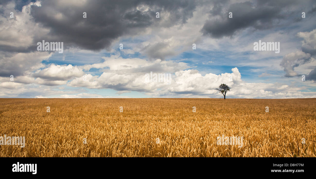 Albero in un campo di grano Foto Stock