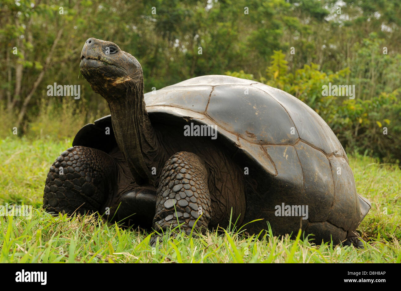 Galapagos tartaruga gigante Foto Stock