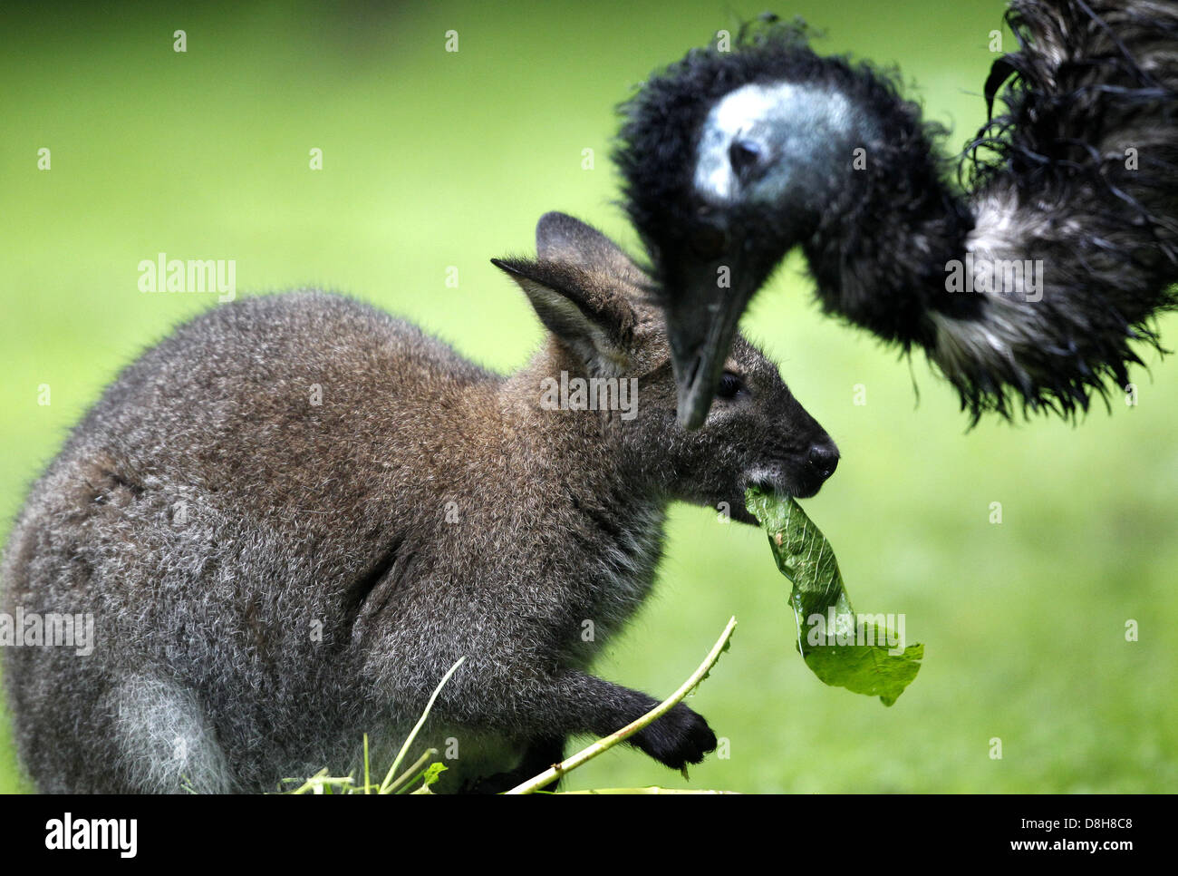 Un canguro di Bennett mangia accanto a una UEM allo zoo di Duisburg, Germania, 29 maggio 2013. Foto: ROLAND WEIHRAUCH Foto Stock