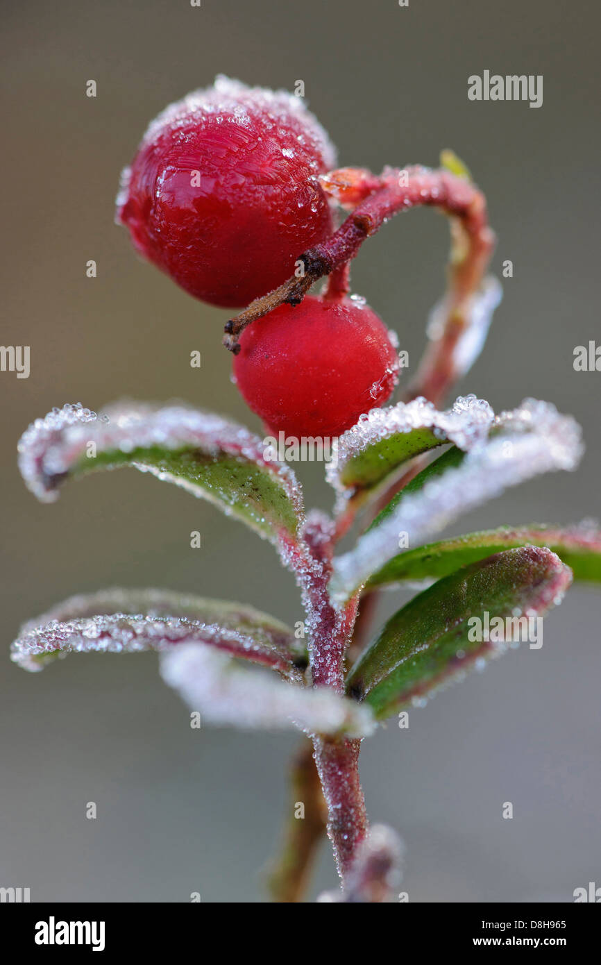 Cowberries, vaccinium vitis-idaea, goldenstedter moor, Bassa Sassonia, Germania Foto Stock