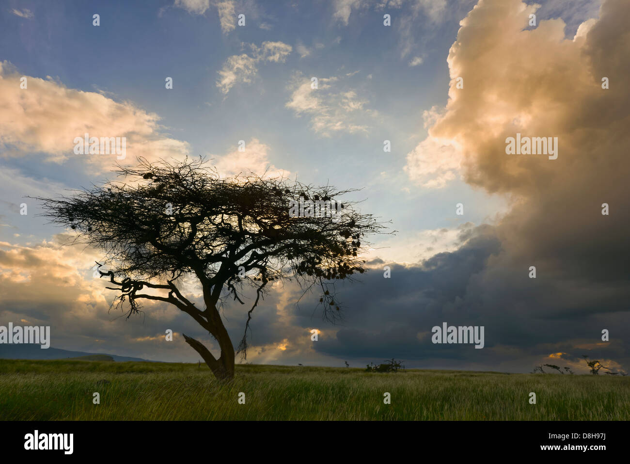 Acacia al tramonto.Kenya Foto Stock