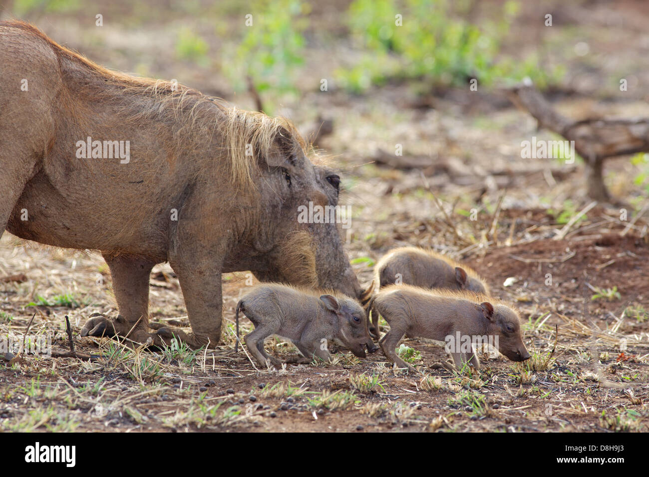 Una femmina warthog (Phacochoerus aethiopicus) il pascolo con lei i suinetti nel Parco Nazionale di Kruger, Sud Africa. Foto Stock