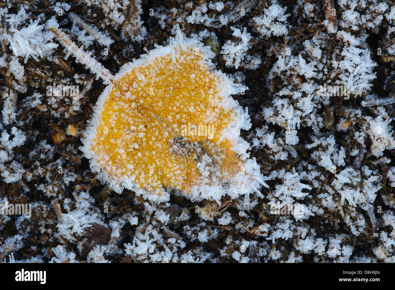 Betulla foglie con brina, goldenstedter moor, Bassa Sassonia, Germania Foto Stock