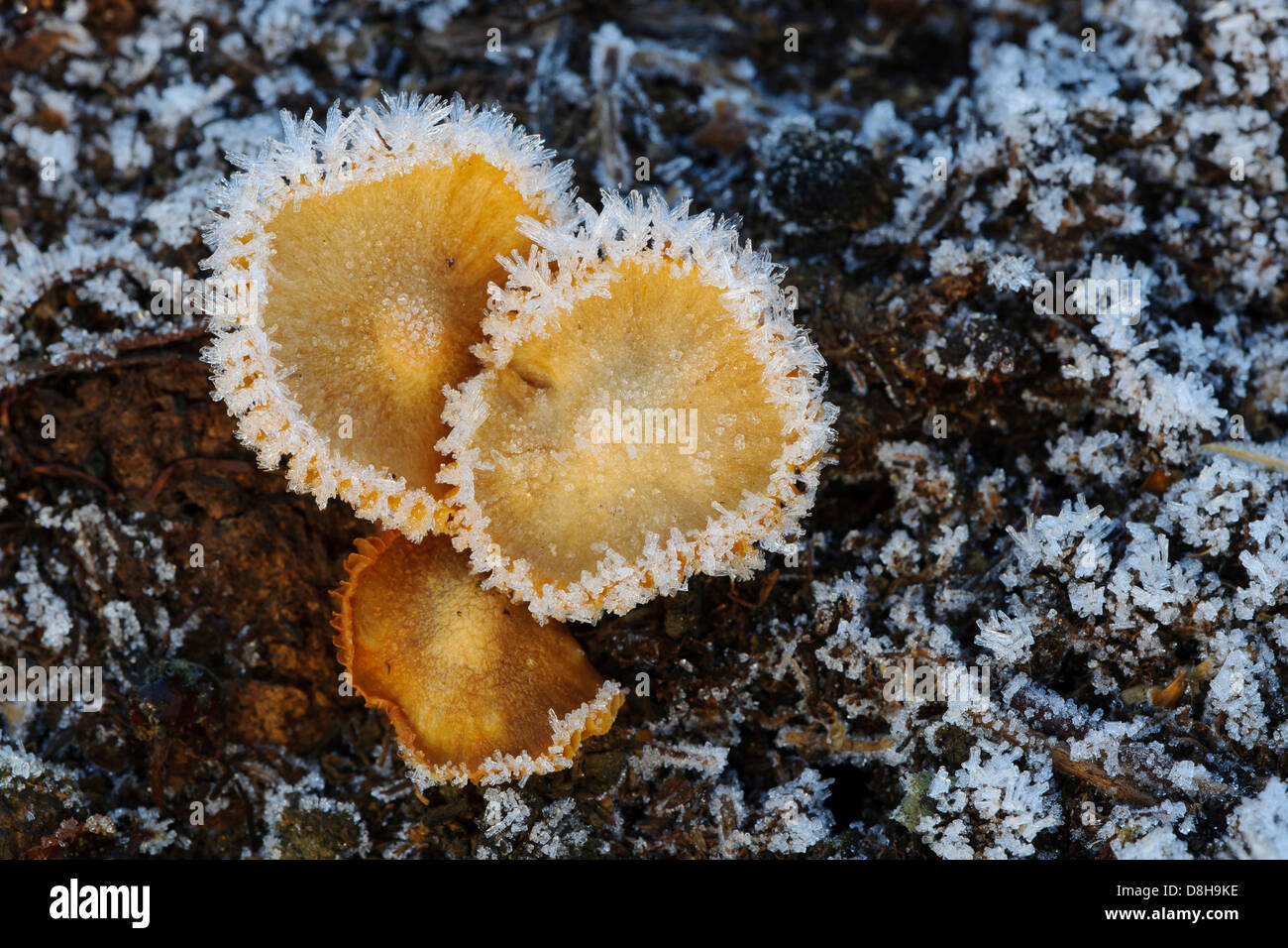 Funghi con brina, goldenstedter moor, Bassa Sassonia, Germania Foto Stock