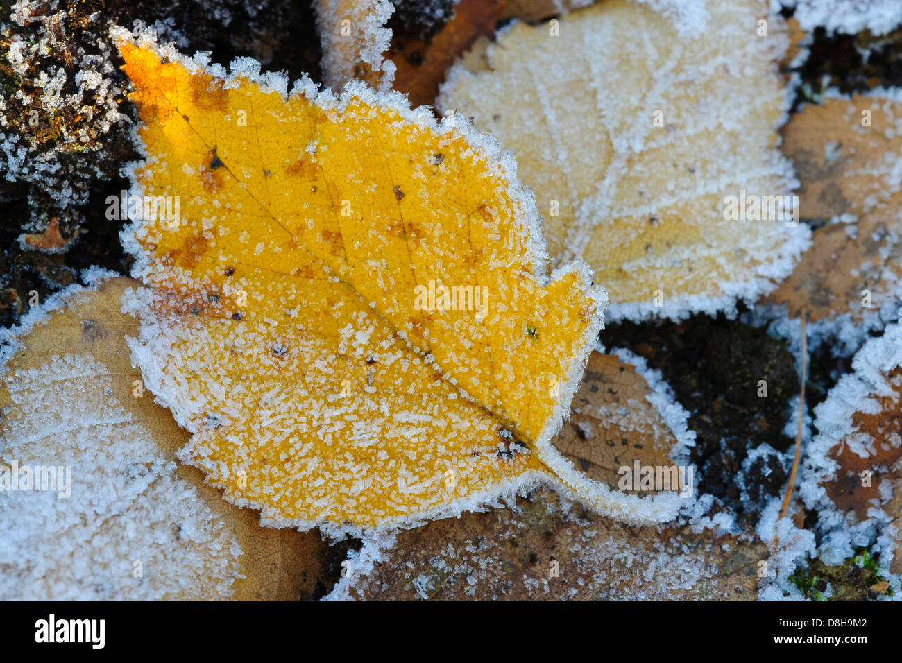 Betulla foglie con brina, goldenstedter moor, Bassa Sassonia, Germania Foto Stock