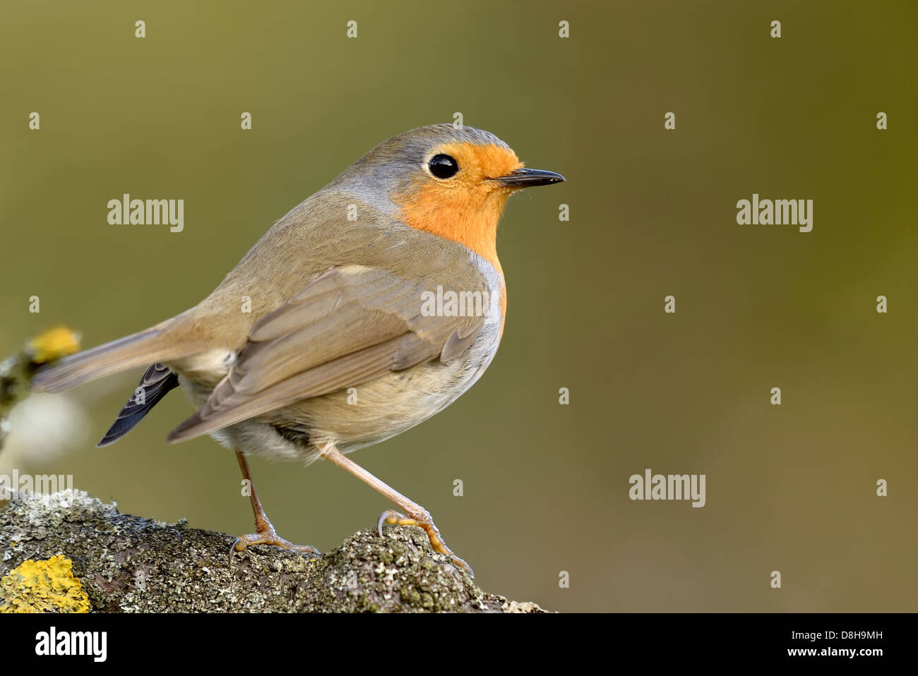 Pettirosso europeo Foto Stock