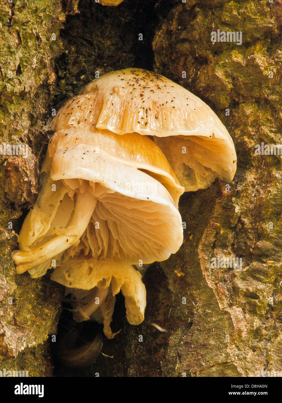 Bolbitius Vitellinus Goldmistpilz Foto Stock