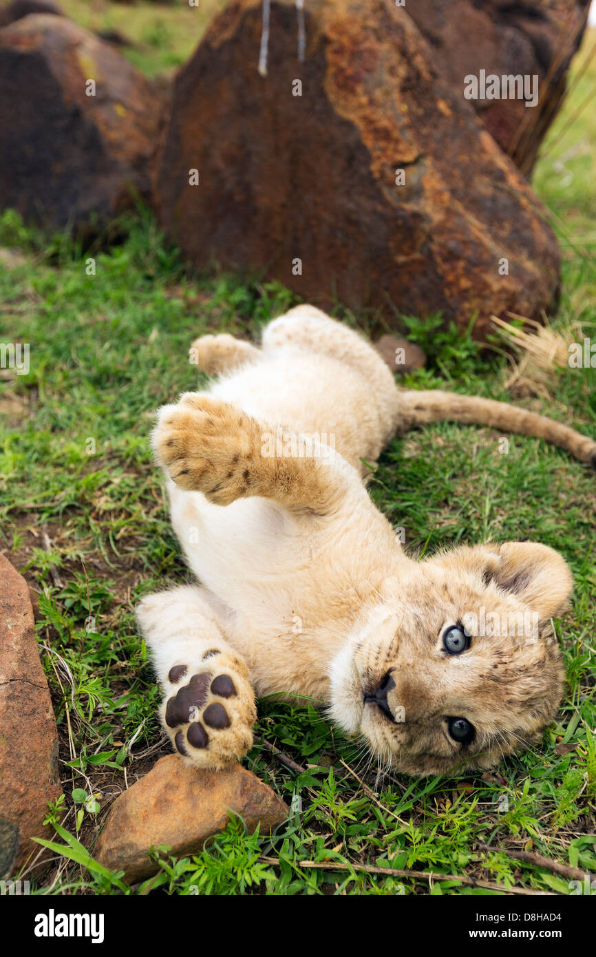 Lion cub in rotolamento sulla sua schiena la riproduzione Foto Stock